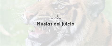 Extracción de las muelas del juicio Dental Asensio tu Clínica dental