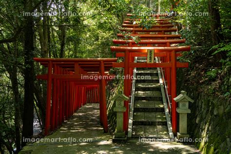 赤い鳥居が連なる葛城蔵王権現社の写真素材 [194229124] イメージマート