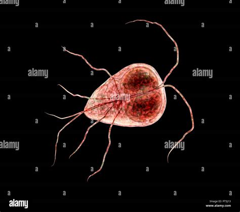 Giardia Lamblia Giardia Intestinalis Parasit Computer Abbildung Giardia Lamblia Ist Ein