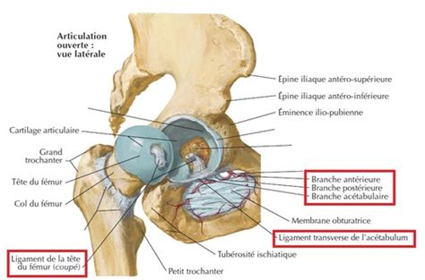 Ligament De La T Te Flashcards Quizlet