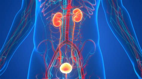 Sequential Gemcitabine Docetaxel An Effective Alternative To Bcg In High Risk Nmibc Renal And