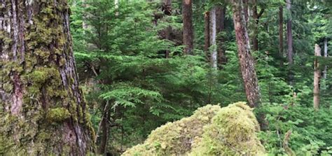 Tongass National Forest Old Growth Logging Crag Law Center