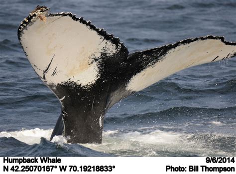 Humpback Whale Humpback Whale Salt Photographed During Flickr