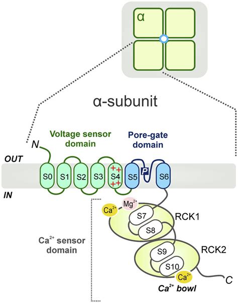 | STOC-mediated vasodilation mechanism. In vascular smooth muscle, BK... | Download Scientific ...