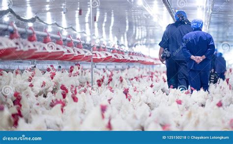 Poultry Farm With Broiler Breeder Chicken Editorial Stock Photo Image