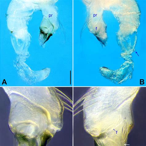 Belisana Fengzheni Sp Nov Holotype Male SYNU Ar00311 A B