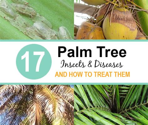 Palm Pests And Diseases How To Identify And Treat Them Complete