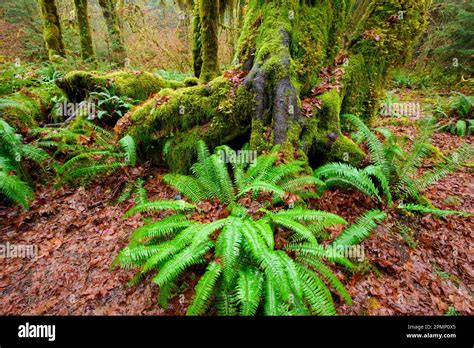 Licorice Fern Hi Res Stock Photography And Images Alamy