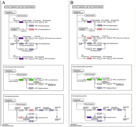 Regulatory Changes In The Pathway Of Cutin Suberin And Wax