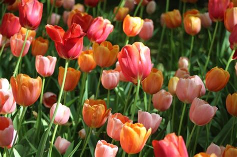 Premium Photo Close Up Of Tulips Blooming In Park