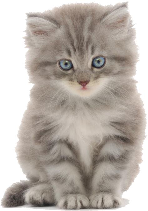 Ragdoll Kitten Bengal cat Dog Birman - ragdoll png download - 500*500 ...