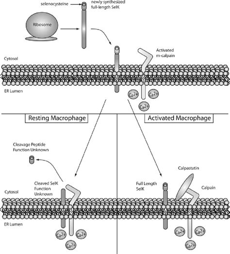 Selk Cleavage By Mcalpain In Macrophages In Resting Macrophages Selk