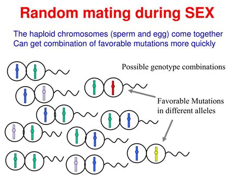 Ppt Genetic Variation The Genetic Substrate For Natural Selection