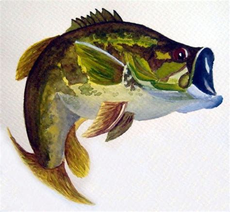 Bass Watercolor At Explore Collection Of Bass