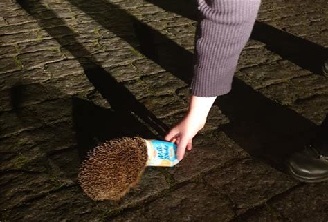 Bremerhavener Polizei Rettet Igel Aus Plastikbecher