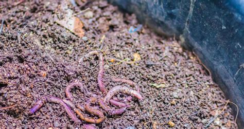 How To Store Worm Castings An Ideal Solution