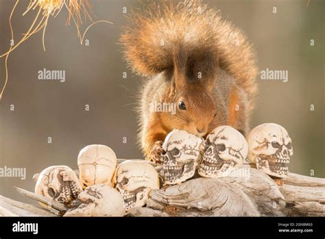 Red Squirrel Standing With Skulls And Eating Of A Skull Stock Photo Alamy