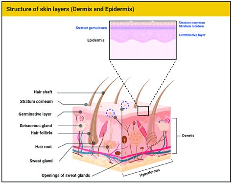 The Human Skin Showing The Layers Of The Epidermis And Main Structures