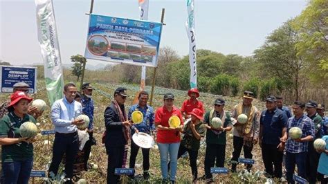 Bupati Dan Wabup Timor Tengah Utara Panen Raya Di Kebun Hortikultura