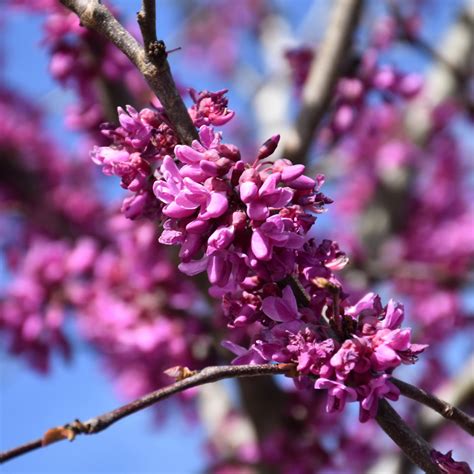 Eastern Redbud Tree Form Ship My Plants