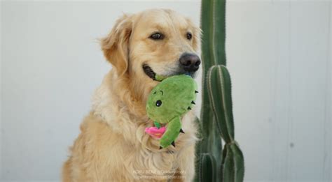 8 Factors On Choosing Dog Toys For Your Dog Golden Woofs