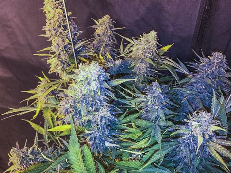 C99 X Blueberry Fast Feminised Seeds Seedsman Cannabis Seeds