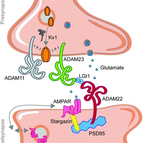 Overview Of Adams Functions In The Nervous System Adam Proteins Play