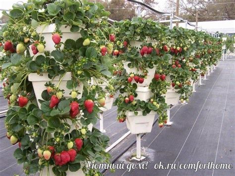 Подвесная корзина для выращивания клубники