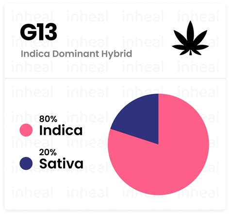 G13 Strain Legendary Indica Dominant Hybrid Overview