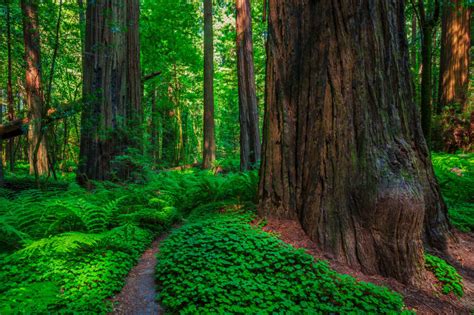 Mature And Old Growth Forest Inventory Forest Service Employees For Environmental Ethics