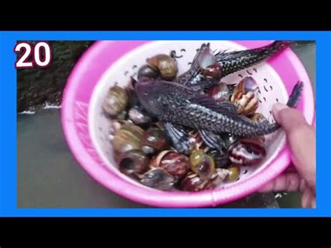 WOW MENANGKAP IKAN KEONG SIPUT Hunting Snails Ikan Hias Bebek