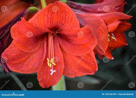 Amaryllis Flower Blooming Flowering Bulb Stock Image Image Of