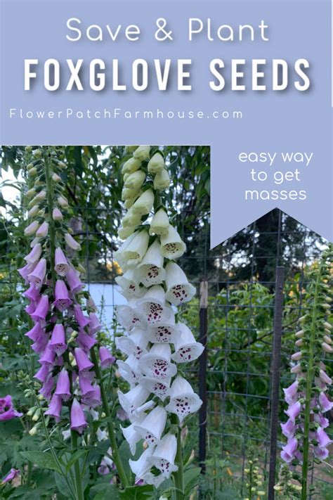 How To Grow Foxglove From Seed Step By Step Flower Patch Farmhouse