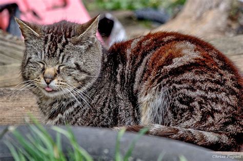 Sleepy Tabby Cat