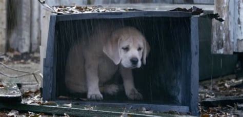 Qu Hacer Si Encuentro Un Perro Abandonado