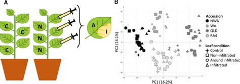 Schematic Outline Of Agroinfiltration Of N Benthamiana Plants A And