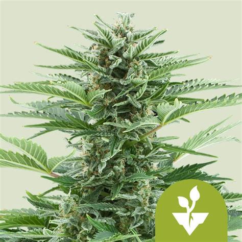 Easy Bud Automatic Royal Queen Seeds Feminisiert Zamnesia