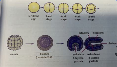 Chapter Embryogenesis And Development Flashcards Quizlet