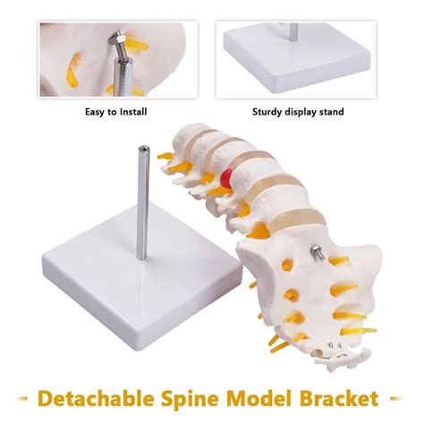 Life Size Human Lumbar Vertebrae Anatomy Model With Sacrum And Spinal