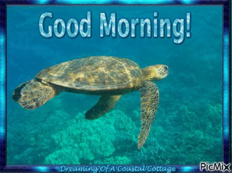 40 Good Morning Turtle Images And S Good Morning Wishes