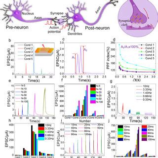 (a) Schematic diagram of biological neurons, including a pre-neuron, a ... 