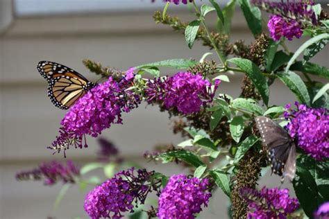 How To Propagate Butterfly Bush A Complete Guide