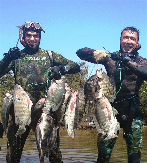 Il pesce tropicale nel Delta del Po Tutta colpa delle acque più calde