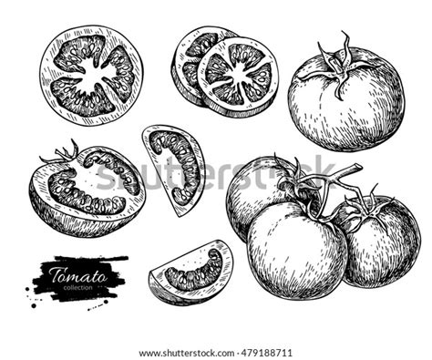 Tomato Vector Drawing Set Isolated Tomato Stock Vector Royalty Free