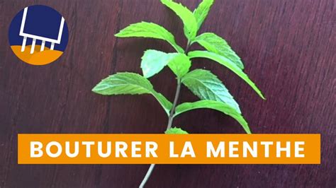 Faire Pousser La Menthe Partir D Une Tige Bouturage De La Menthe