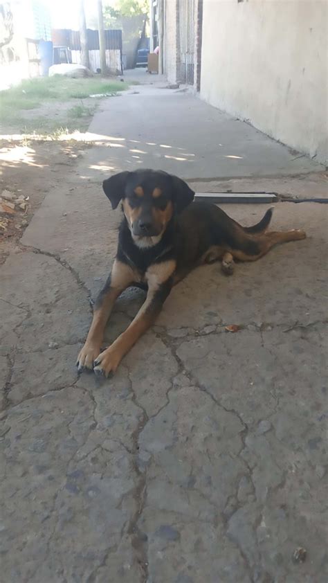 El Perro Que Salvó A Su Dueño Y A Un Gatito Del Incendio Que Destruyó La Casa Por Completo Infobae