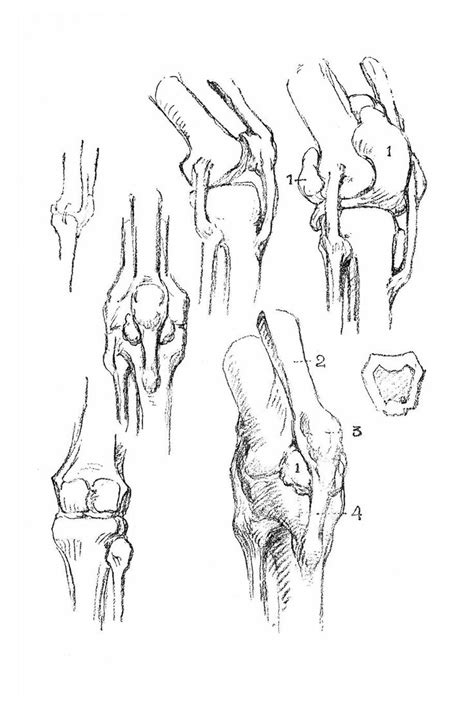 Constructive Anatomy By George Bridgman Anatomy Sketches Anatomy For