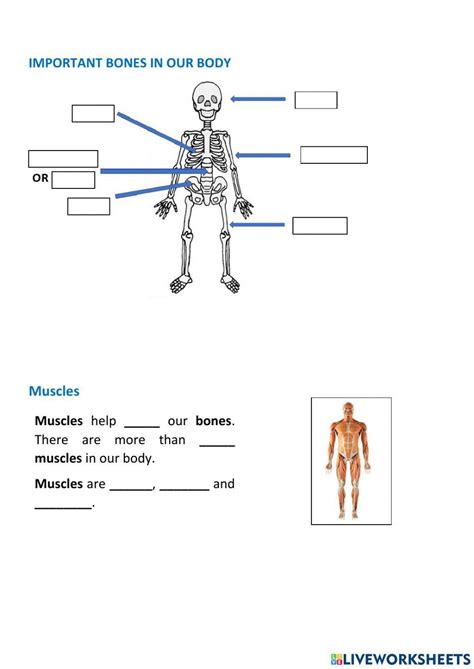 Locomotor System Activity For Segundo Live Worksheets