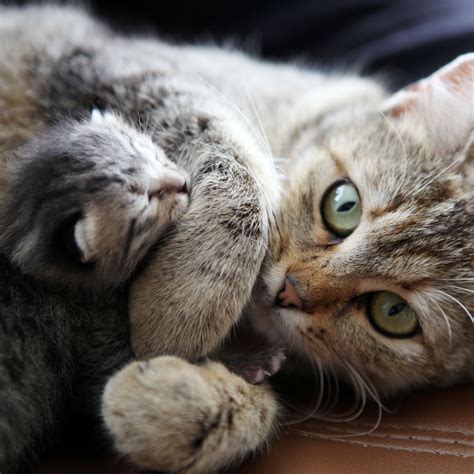 Kitten Week By Week at Bruce Green blog