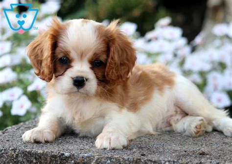 Prince Cavalier King Charles Spaniel Puppy For Sale Keystone Puppies